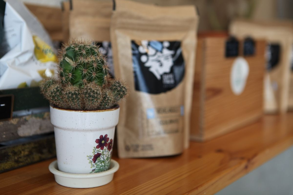 Cactus and coffee beans at Kaktus Espressobar, Reykjavík