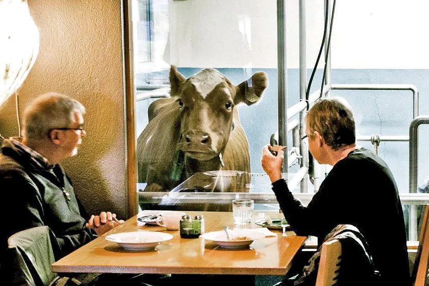 Diners at Vogafjós Farm Restaurant in Myvatn with cow visible through glass partition, recommended by Handpicked Iceland.
