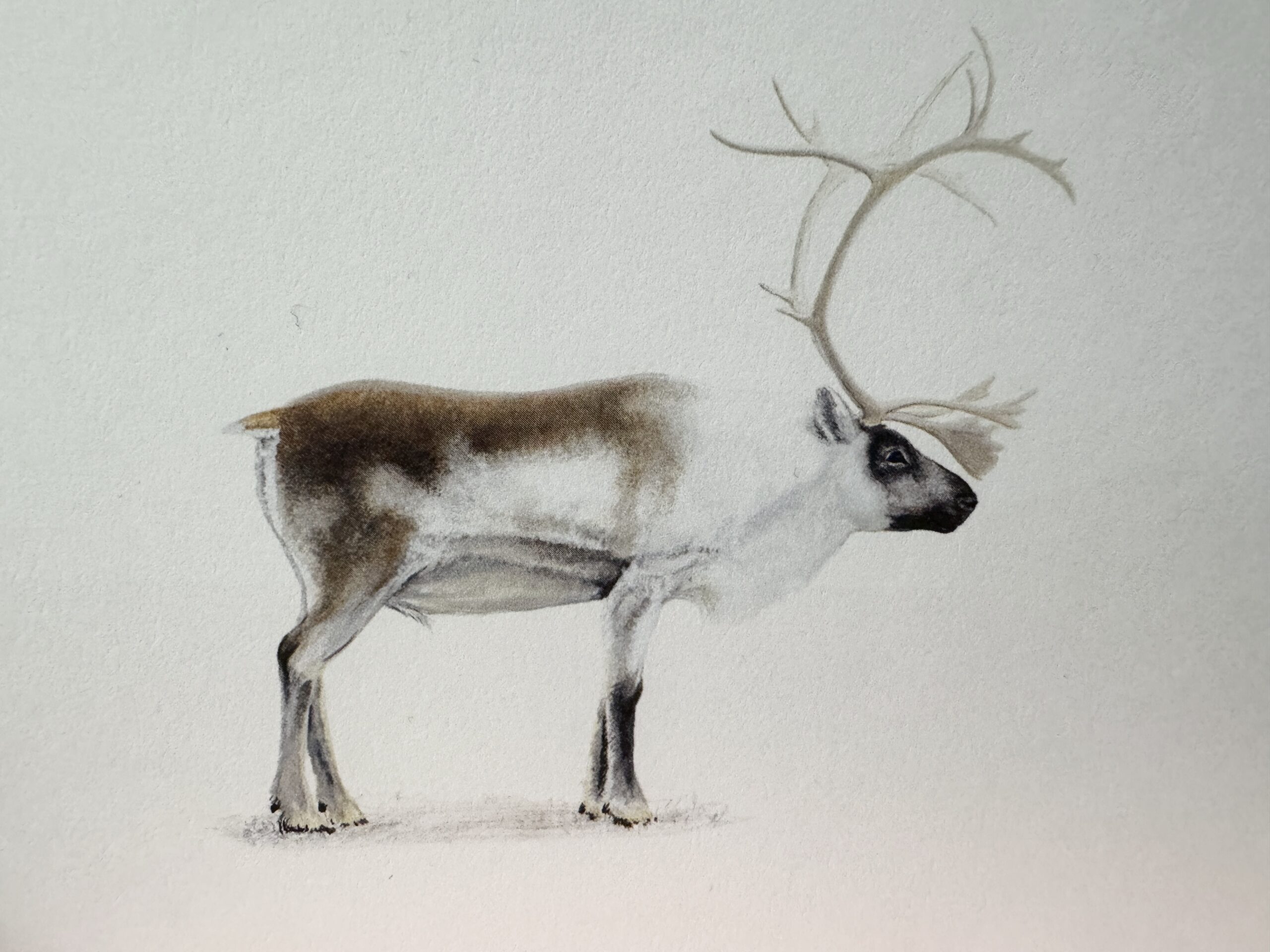 Reindeer watercolor painting at Hús Handanna, showcasing East Iceland wildlife in the boutique's curated art collection.