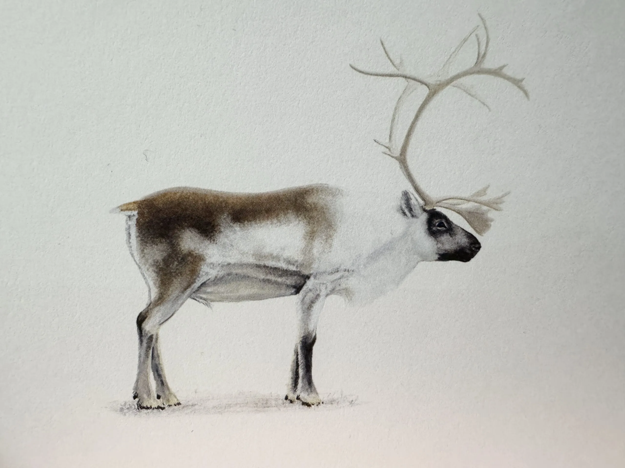 Reindeer watercolor painting at Hús Handanna, showcasing East Iceland wildlife in the boutique's curated art collection.