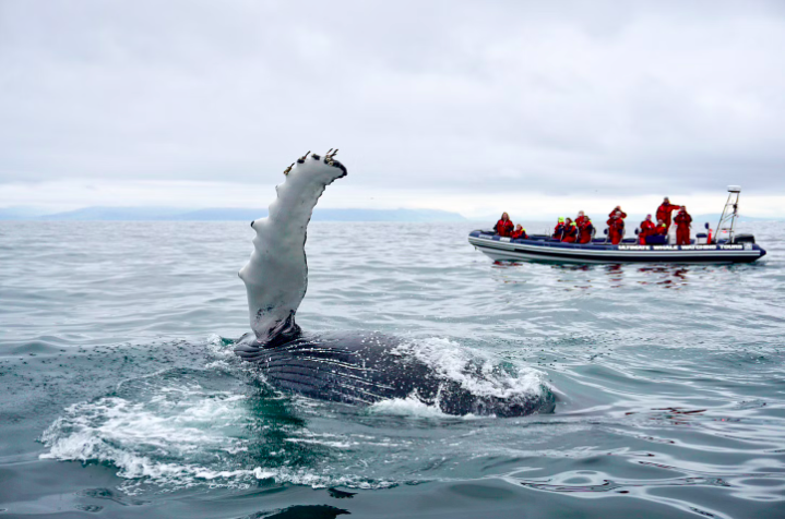 A humpback whale diving in the Atlantic Ocean with Elding Whale Watching Reykjavik, recommended by Handpicked Iceland.