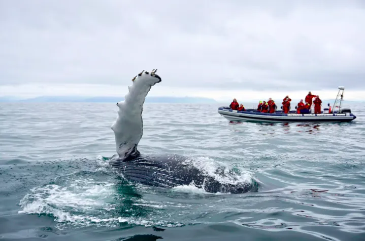 A humpback whale diving in the Atlantic Ocean with Elding Whale Watching Reykjavik, recommended by Handpicked Iceland.