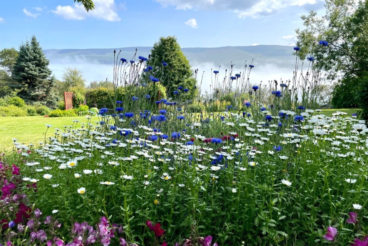 Colorful flower beds at Akureyri Botanical Garden near LYST café.