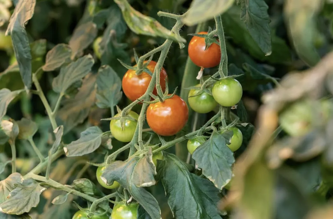 Fresh greenhouse-grown tomatoes at Sól Restaurant in Reykjavik.