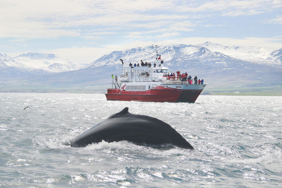 Akureyri Classic Whale Watching with Elding Whale Watching.