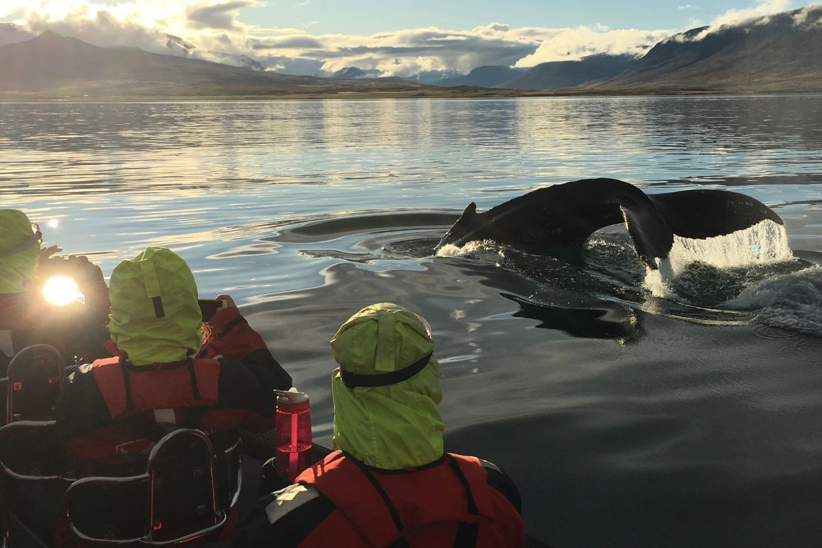 Elding Whale Watching Akureyri RIB boat adventure.