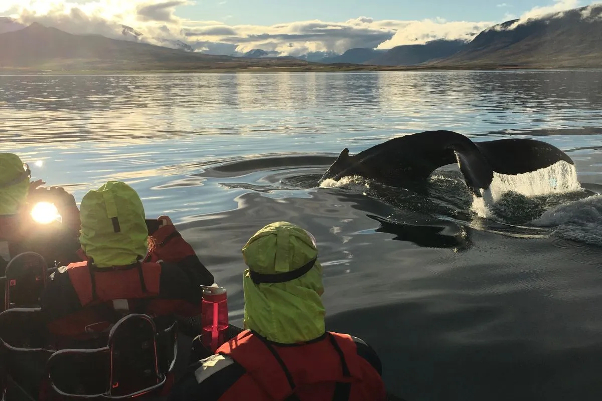 Elding Whale Watching Akureyri RIB boat adventure.