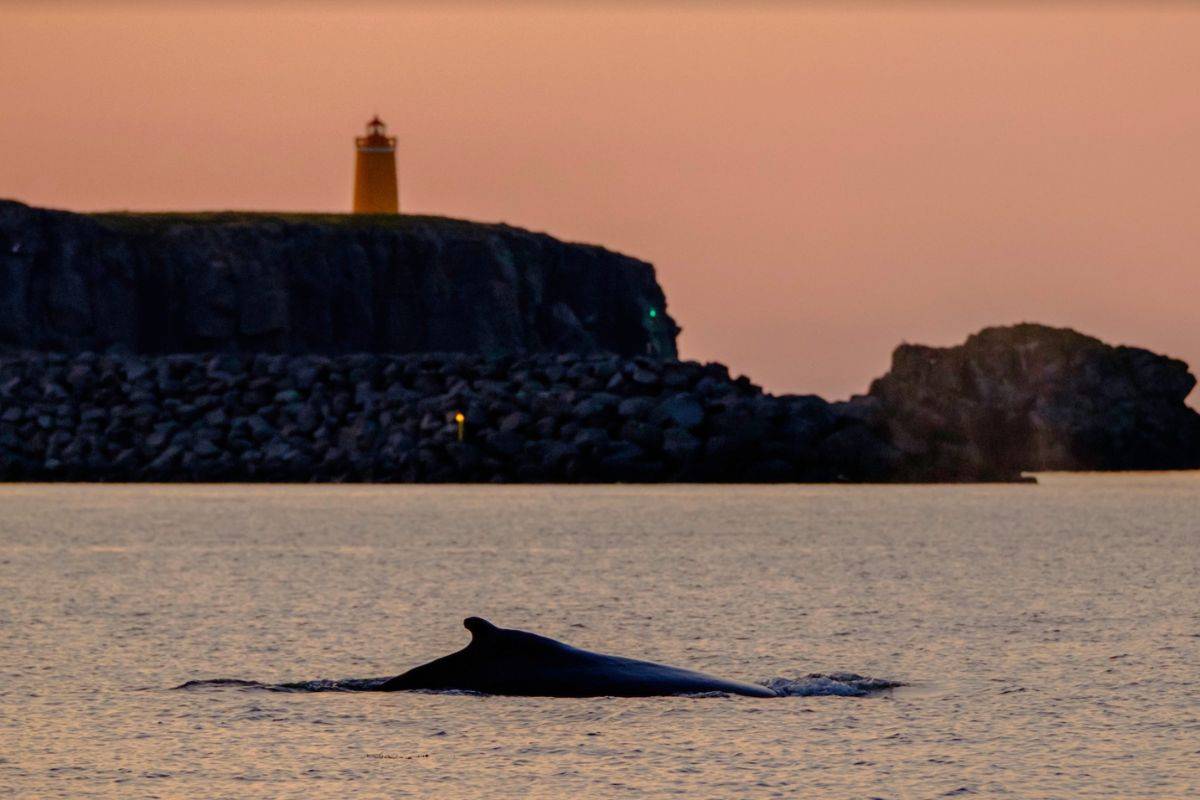 Akureyri Express Whales in the Midnight Sunset.
