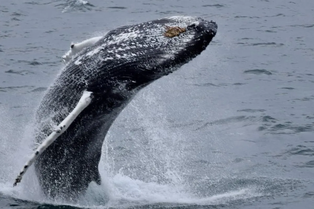 Breaching humpback whale on an Elding Whale Watching tour in Reykjavik.