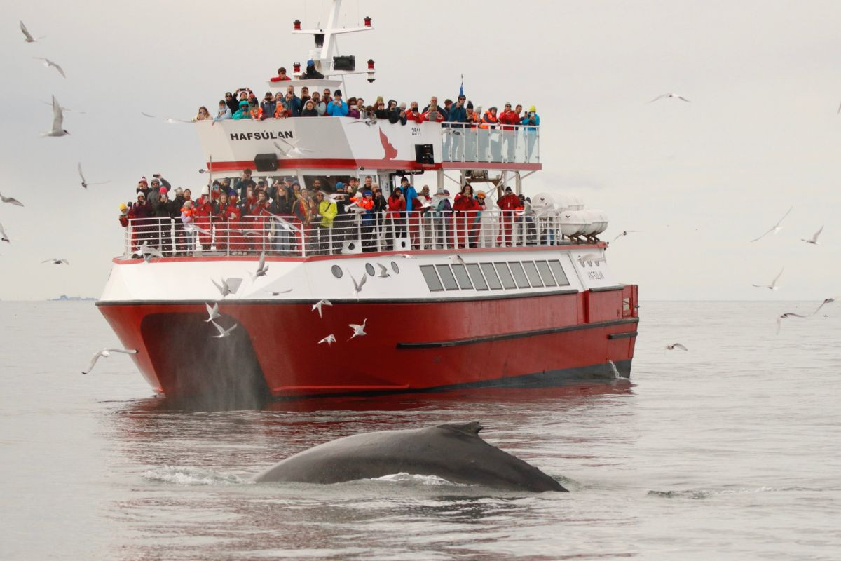 Elding Whale Watching tour in Reykjavik, recommended by Handpicked Iceland.