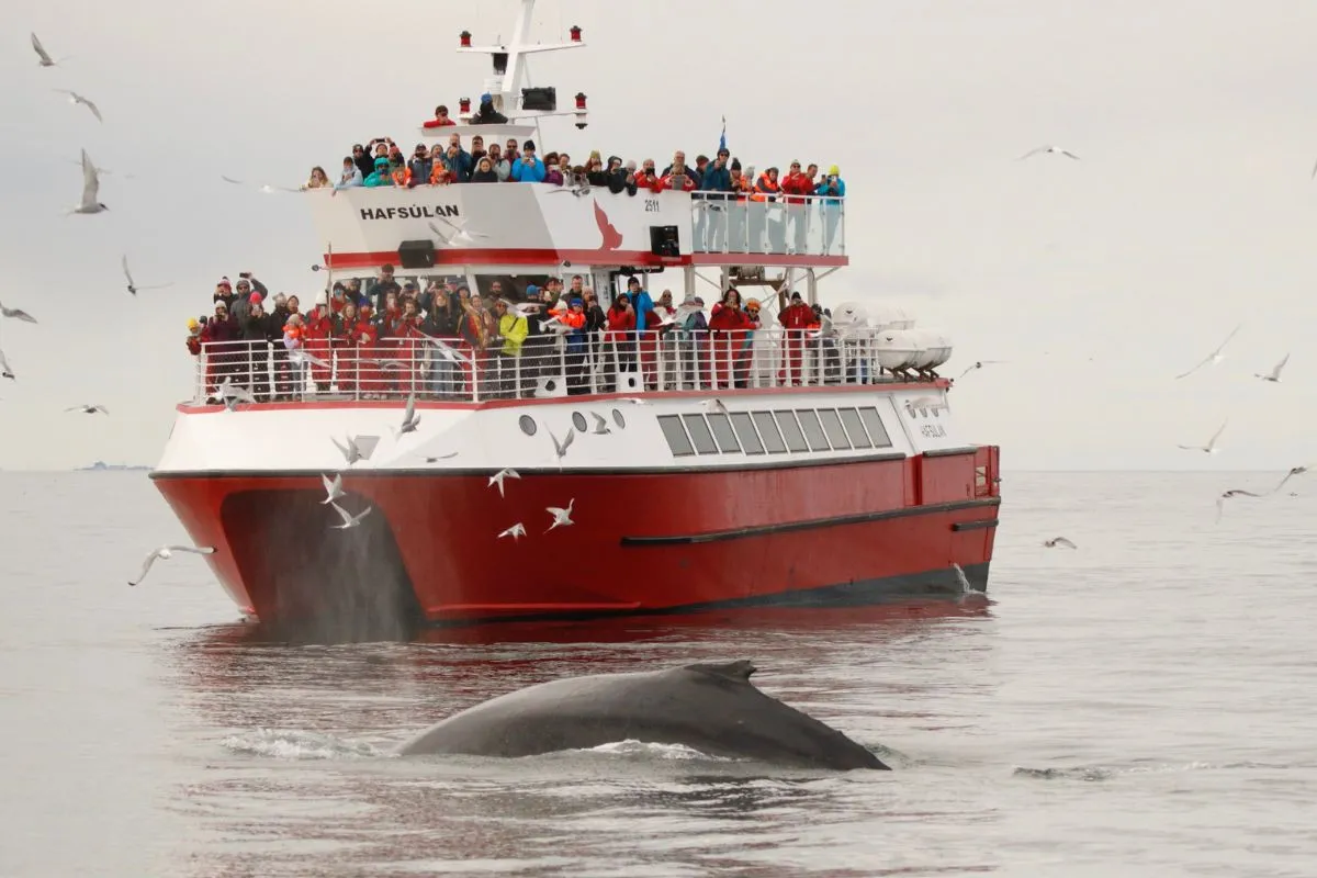 Elding Whale Watching tour in Reykjavik, recommended by Handpicked Iceland.