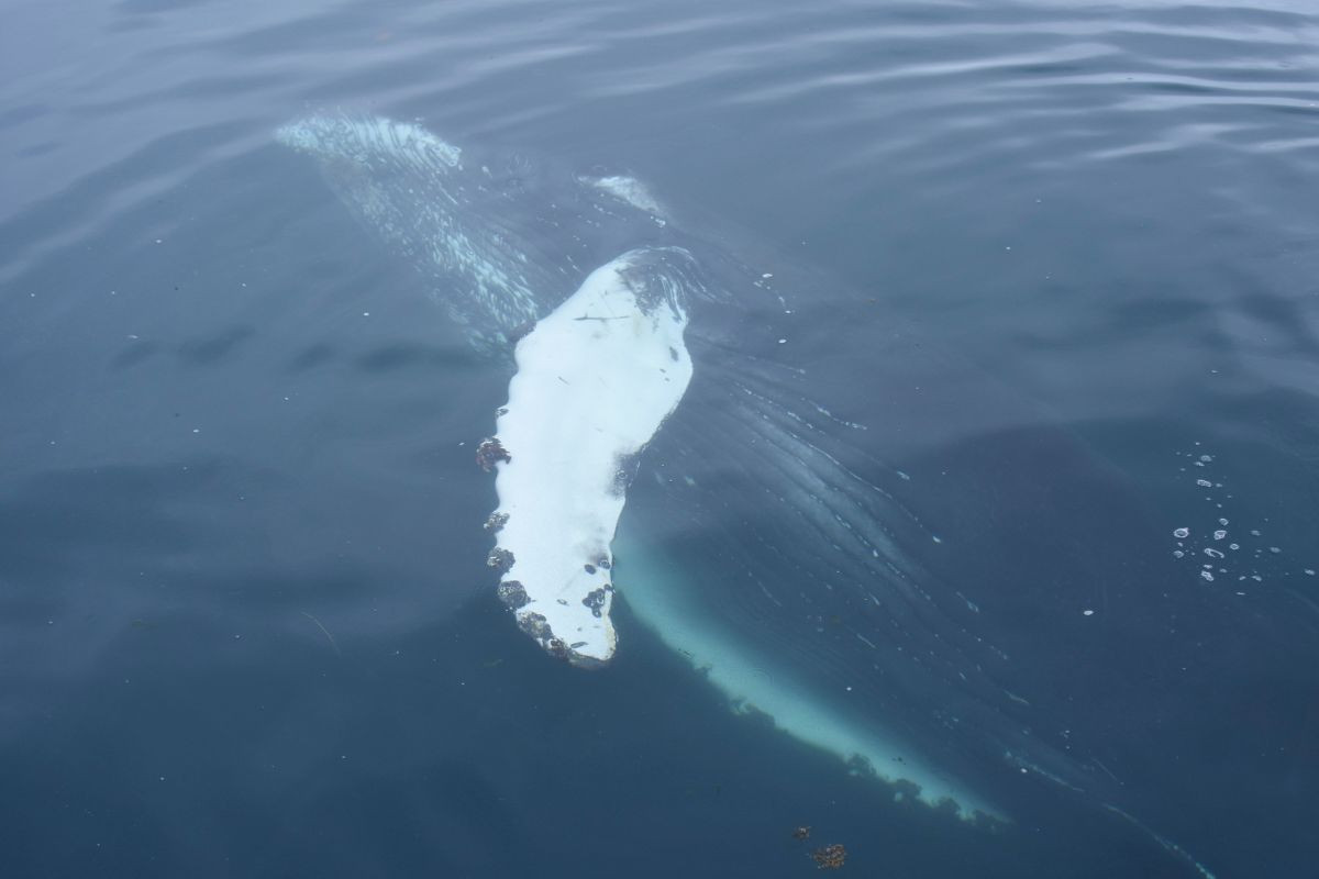 Humpback whale on an Elding Whale Watching tour in Reykjavik.