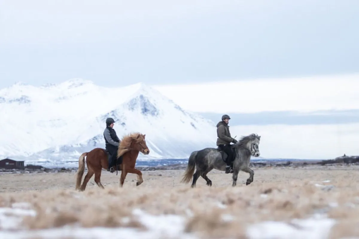 Icelandic horse riding tour in Borgarnes at Hestaland with snowy mountain views.