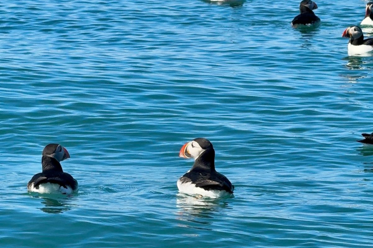 Puffin watching during a sea kayak tour with Kayakar in the Arctic waters of Skagaströnd.