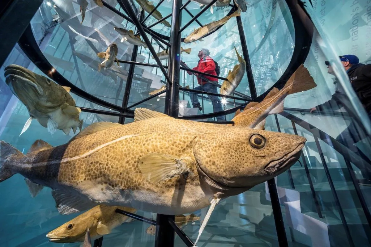 Museum display of Atlantic cod and maritime artifacts at the Reykjavik Maritime Museum.