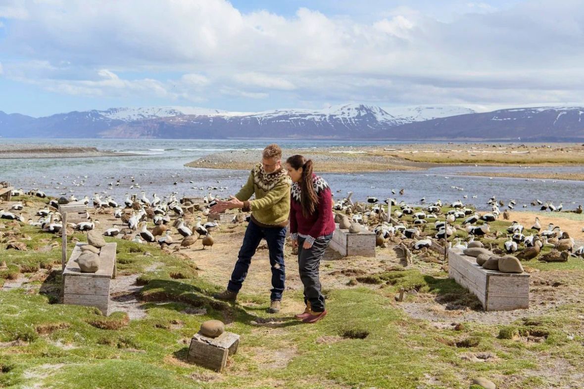 Guests observing a large colony of eider ducks along the grassy coastline with Eiderdown Comforters – Tour.