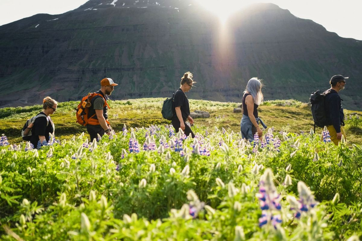 Eastfjords Adventure hiking tour through a field of lupine flowers in Seyðisfjörður, recommended by Handpicked Iceland.