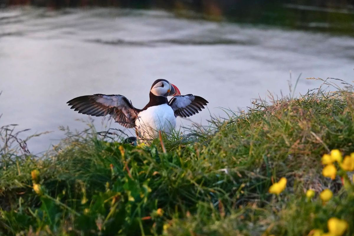 An Atlantic puffin with Puffin Adventures.
