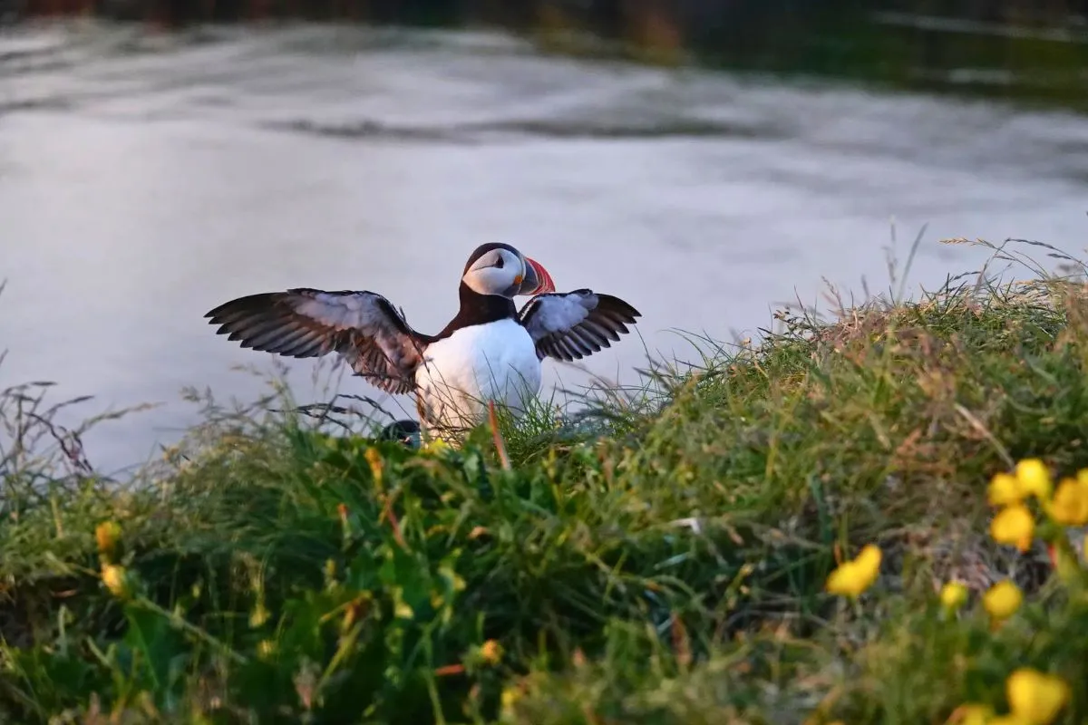 An Atlantic puffin with Puffin Adventures.