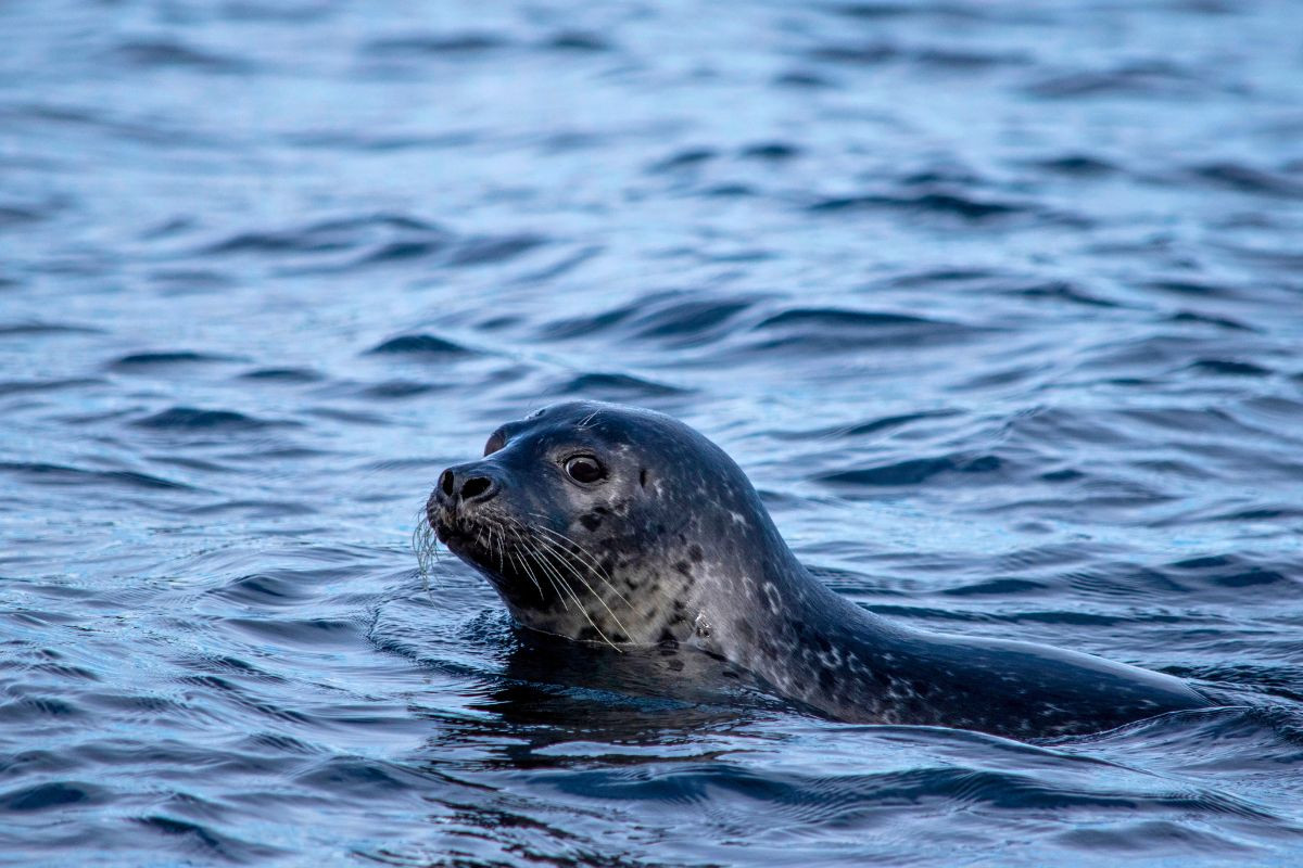 A wild harbor seal swimming in the dark blue ocean water during a marine wildlife safari with Puffin Adventures.