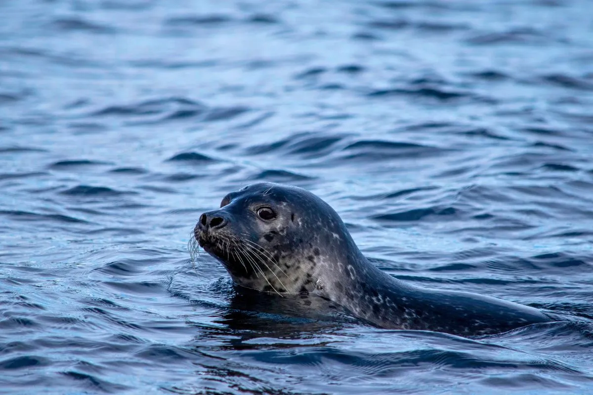A wild harbor seal swimming in the dark blue ocean water during a marine wildlife safari with Puffin Adventures.