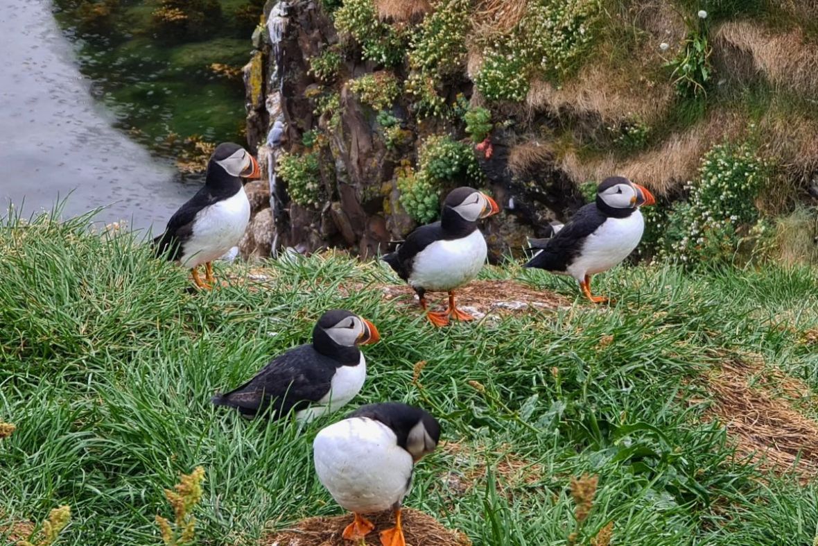 A small colony of Atlantic puffins standing on a lush green grassy hill overlooking the sea.