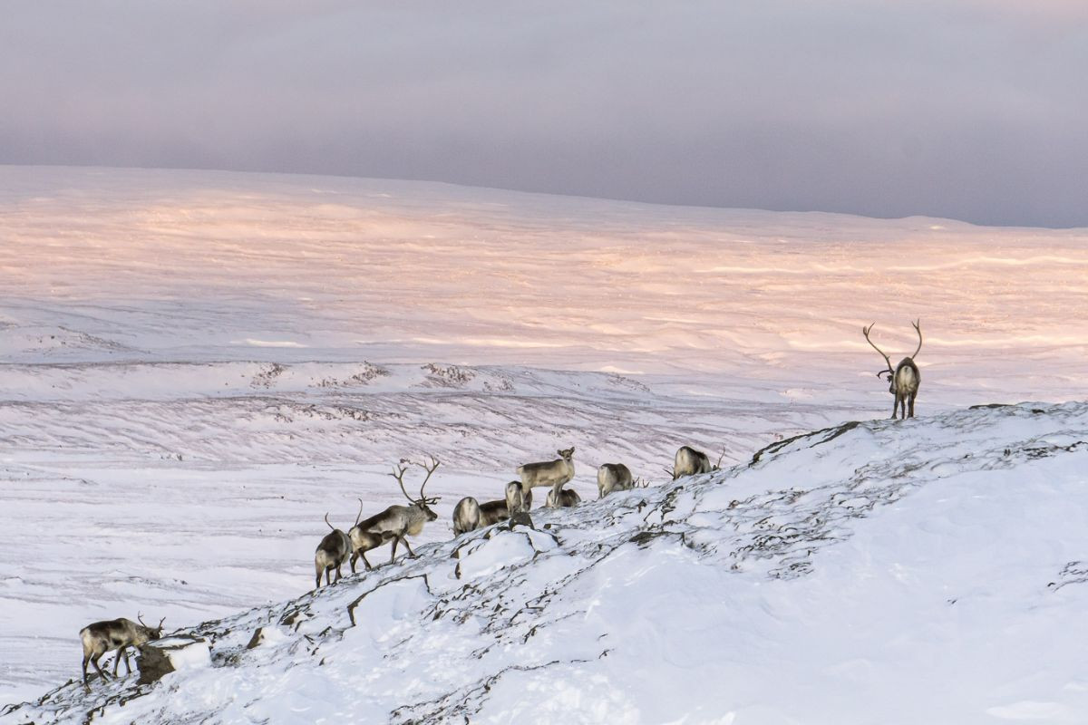 A herd of wild Icelandic reindeer traversing a snowy, sunlit mountain slope in East Iceland with Tinna Adventure.