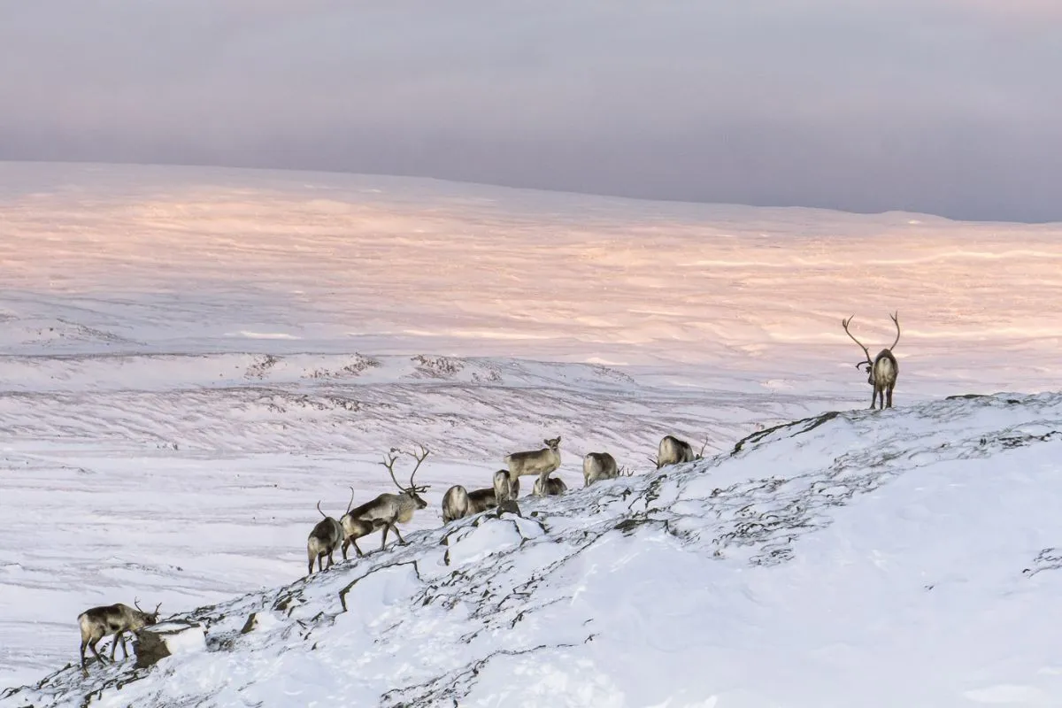 A herd of wild Icelandic reindeer traversing a snowy, sunlit mountain slope in East Iceland with Tinna Adventure.