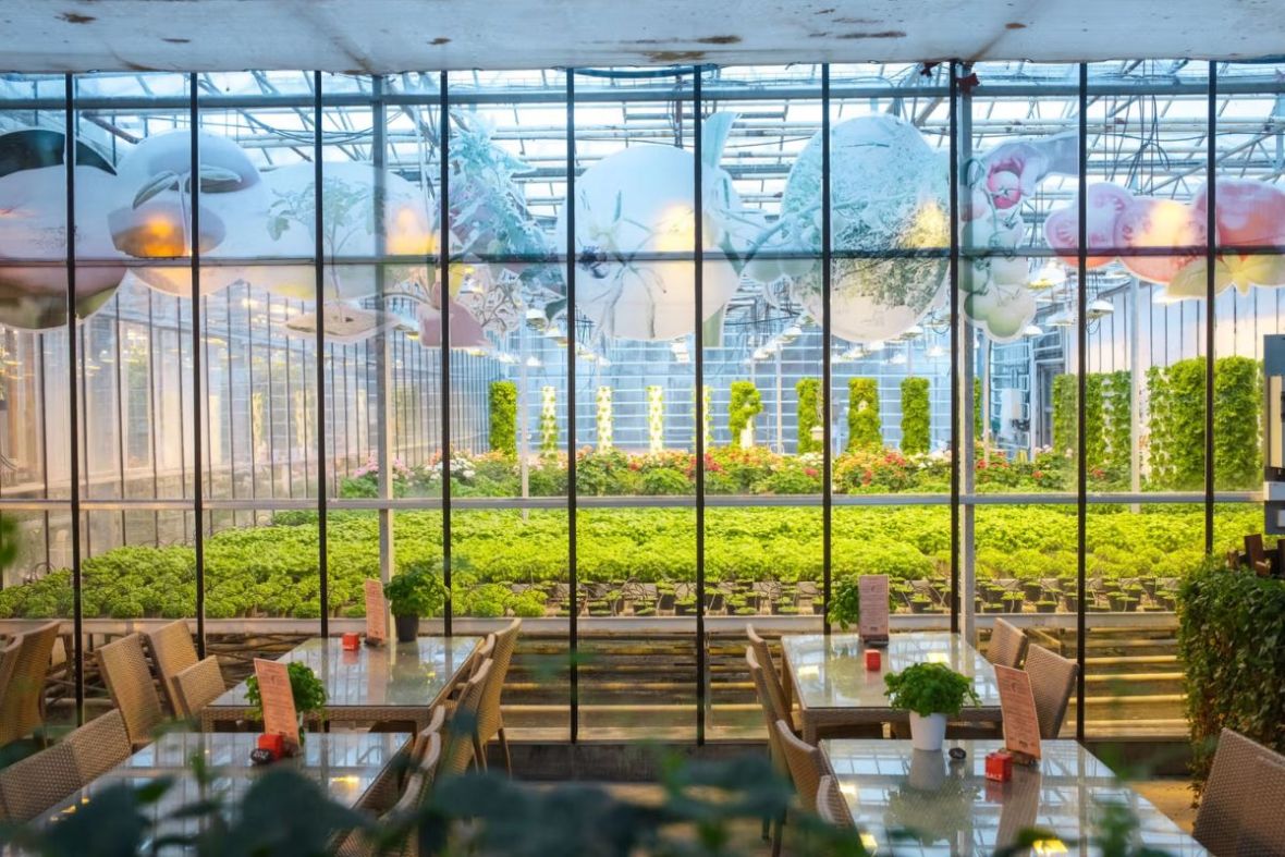 Dining tables next to the large glass windows of the tomato greenhouse restaurant at Friðheima.